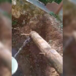 Bambu Petuk Asli Diduga Keluarkan Air Tanpa Henti