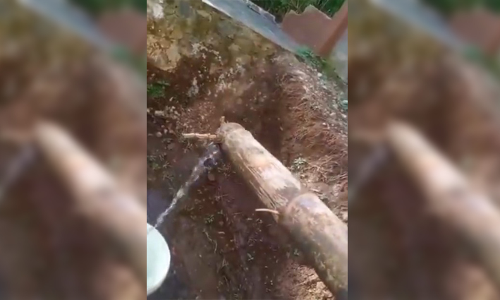 Bambu Petuk Asli Diduga Keluarkan Air Tanpa Henti