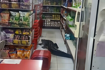 buaya masuk minimarket
